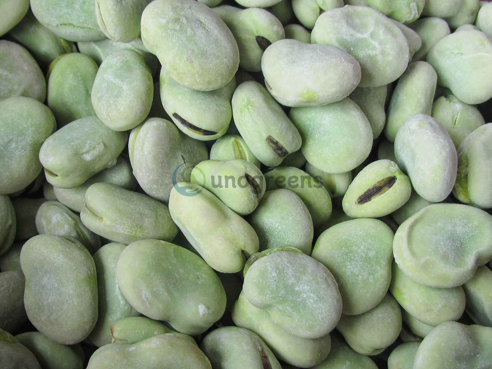 FROZEN BROAD BEANS