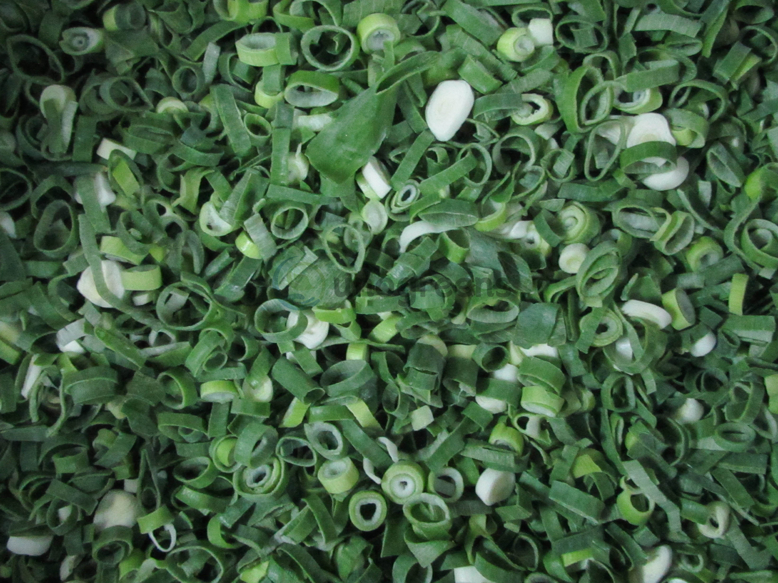 FROZEN SPRING ONIONS